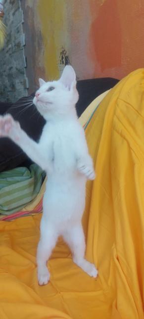 Yuki 