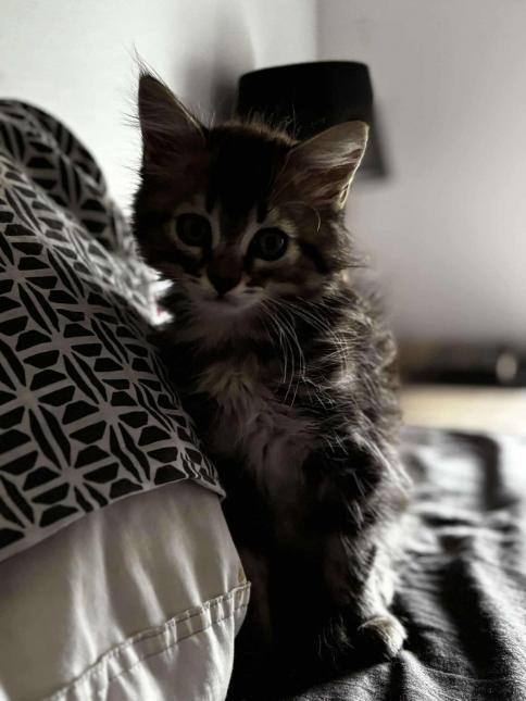 Angelo