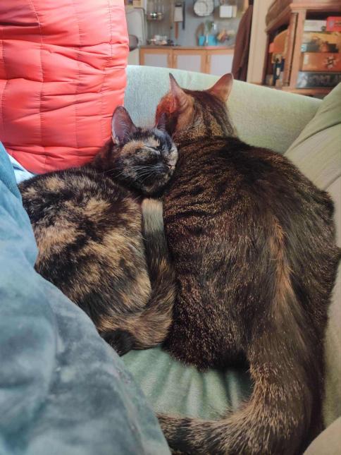 Pagnol et Chipie