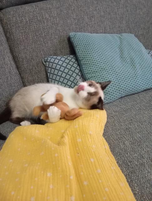 BROWNIE