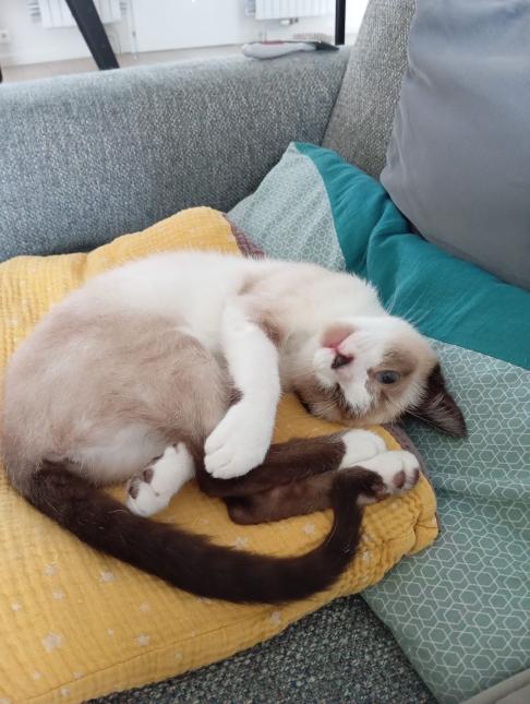BROWNIE