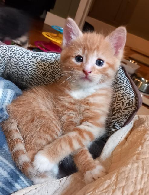 MARCEL