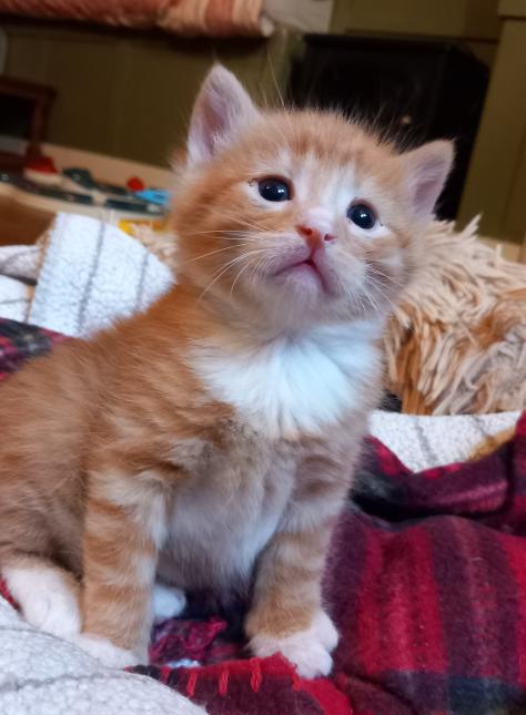 MARCEL