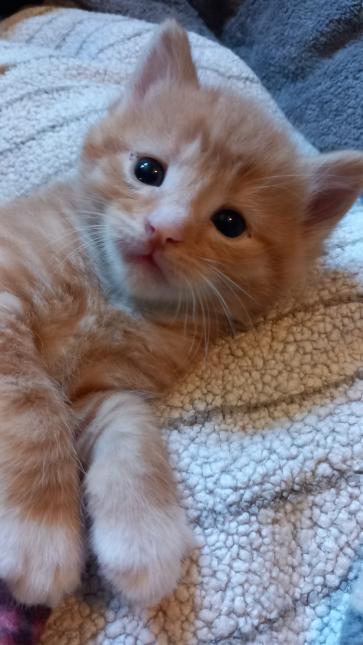 MARCEL