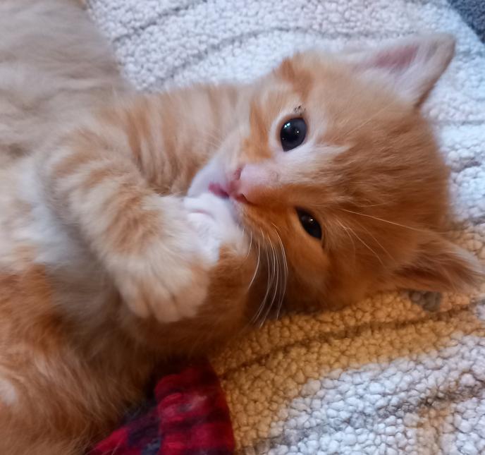 MARCEL