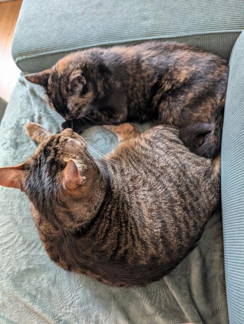 CHIPIE et PAGNOL