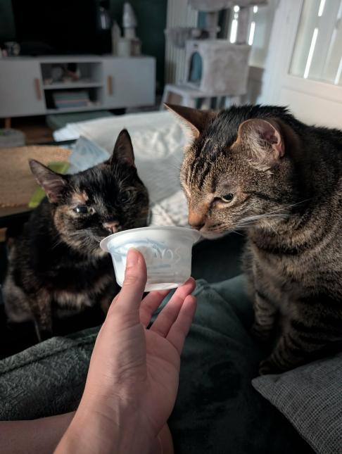CHIPIE et PAGNOL