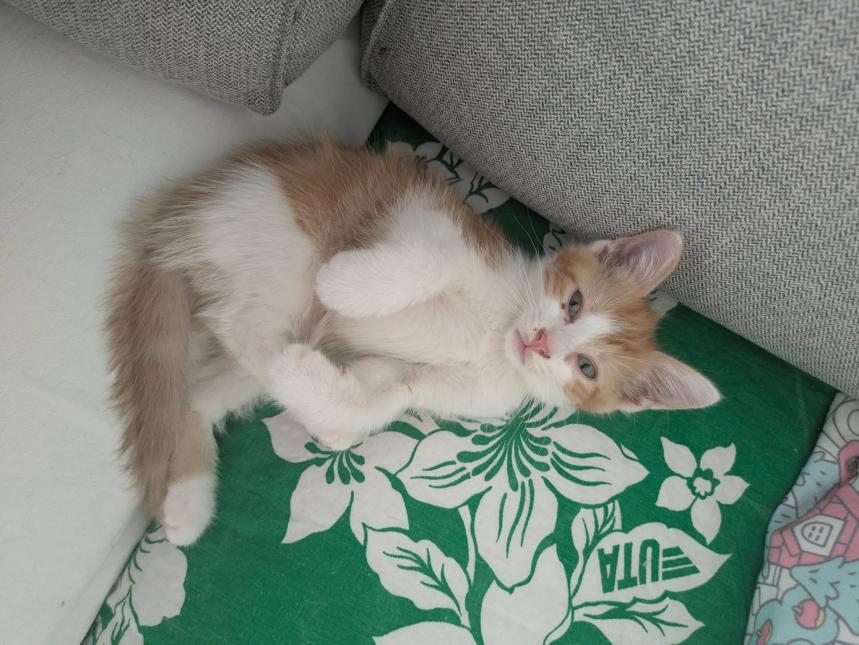 HERCULE