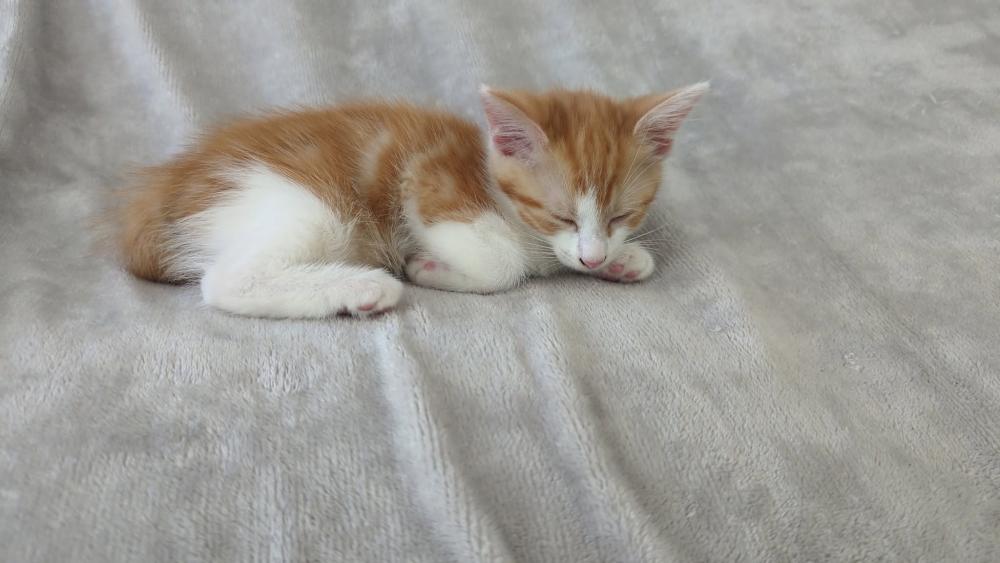 HERCULE