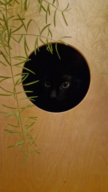 LUNA