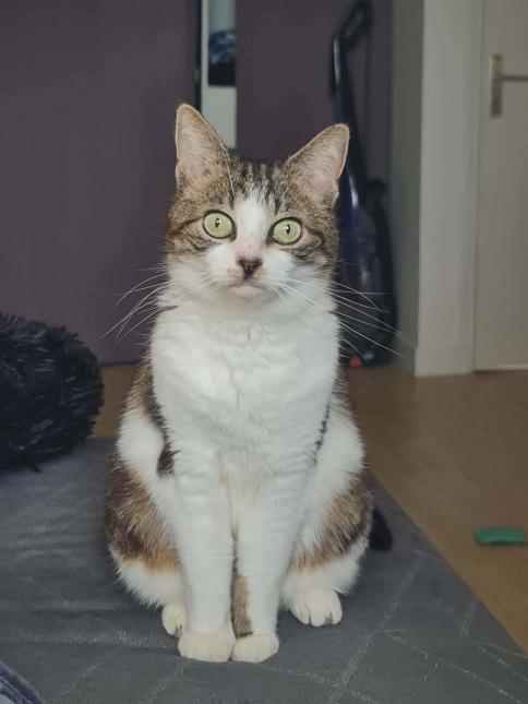 NEFERTITI