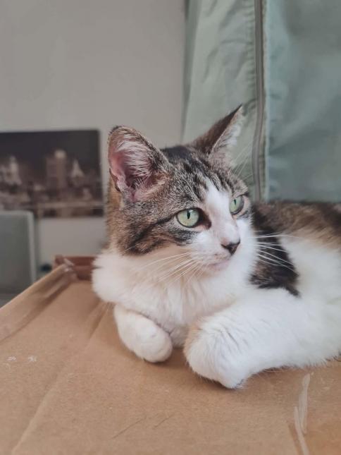 NEFERTITI
