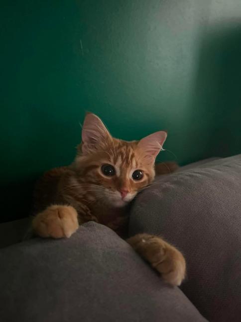 Phoebe