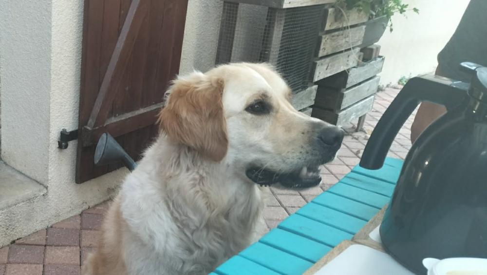 TAIGO