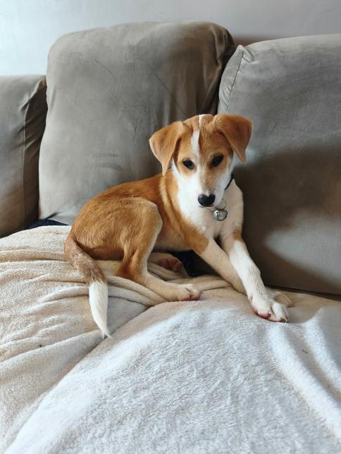 BISCUIT