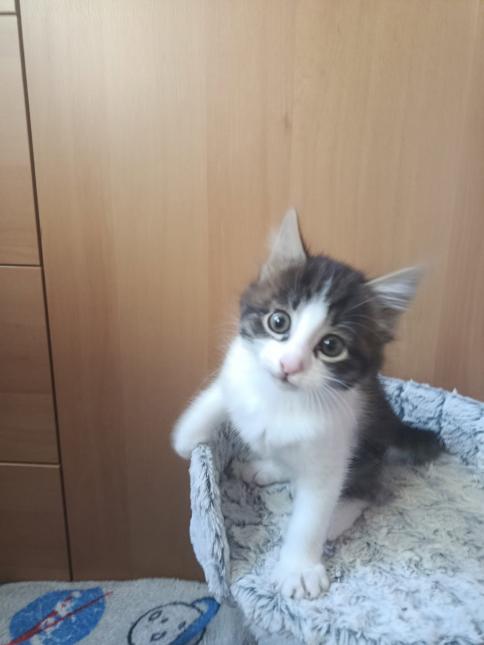 Gaspard