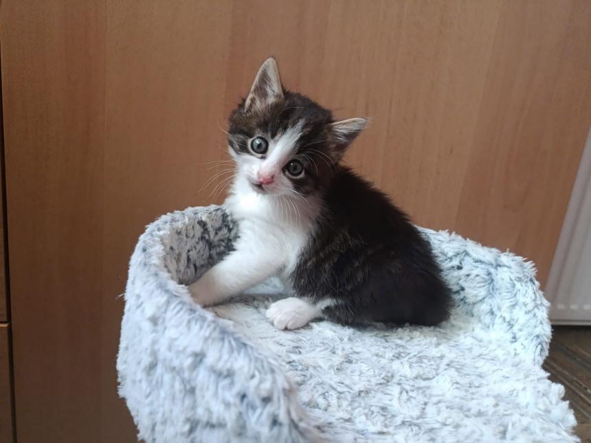 Gaspard