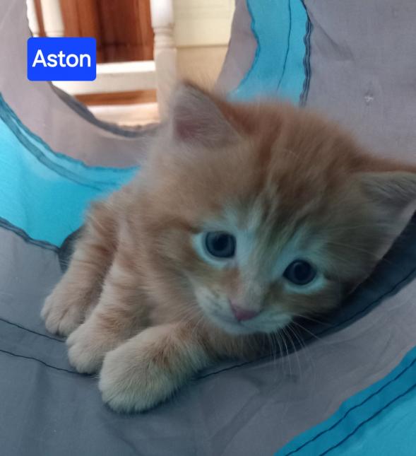 ASTON