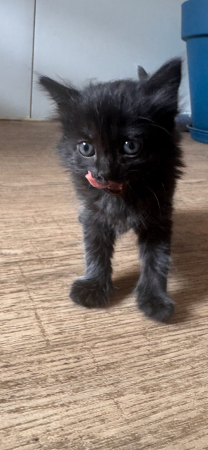 BAGHEERA