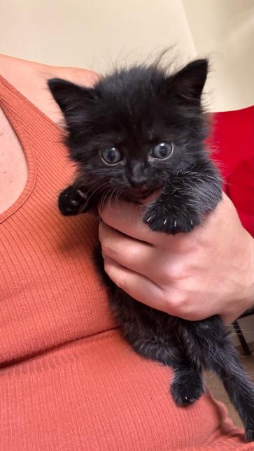BAGHEERA