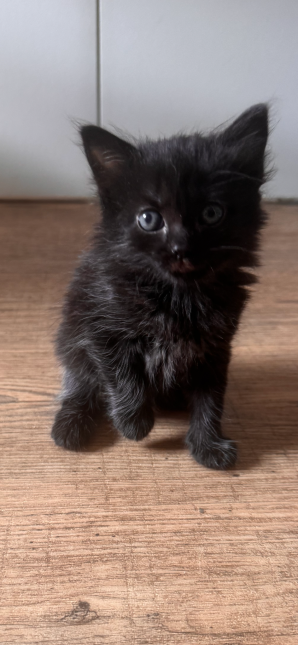BAGHEERA