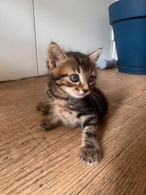 BERNARD