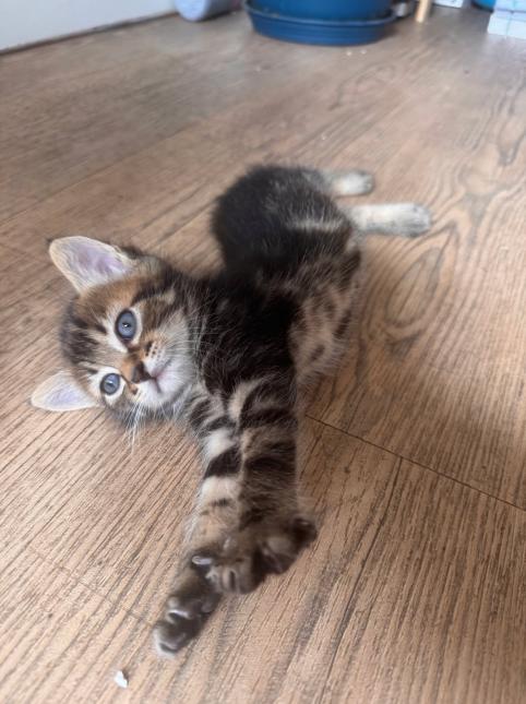 BERNARD