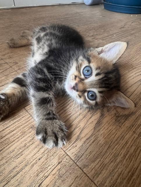 BERNARD