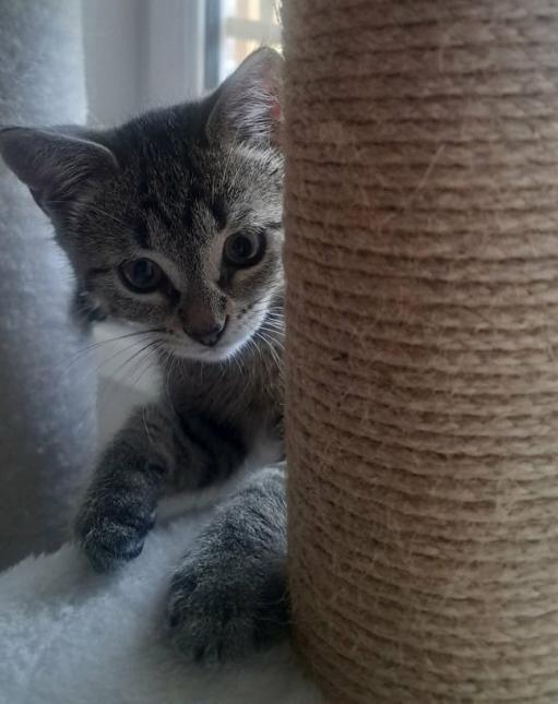 MISS MARPLE