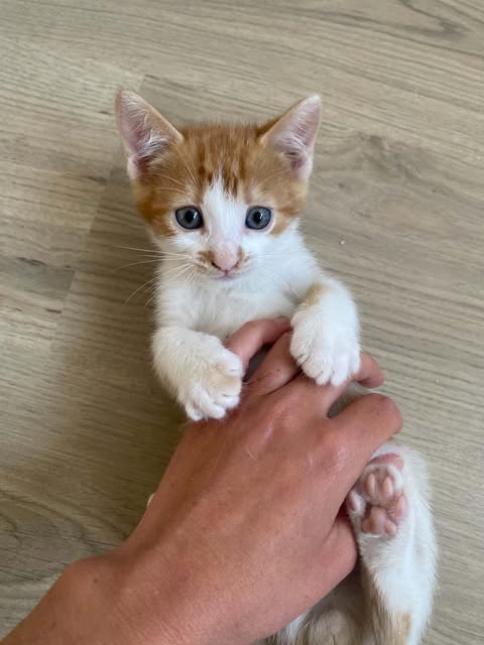 Milo