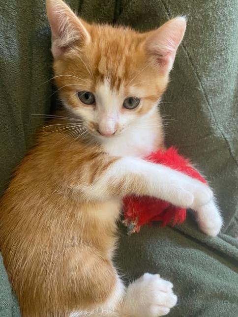 Milo