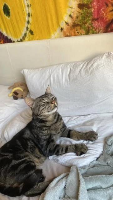 FELIX