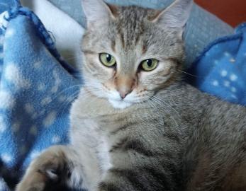 MIKO 
