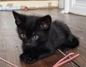 Mochi