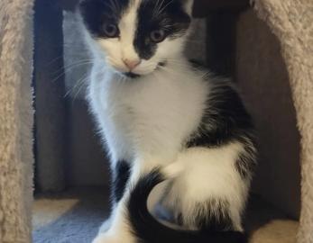 Zya