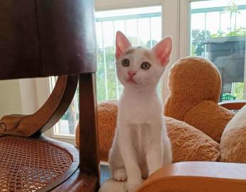 Arwen 