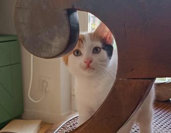 Arya