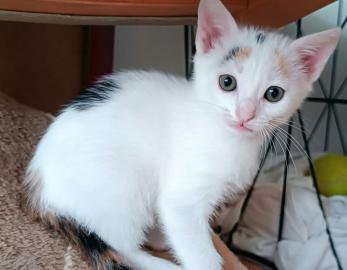 Arwen