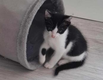 Figaro