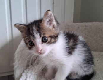 Fluffy