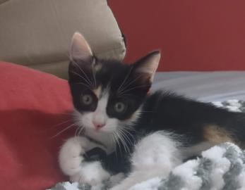 Kira