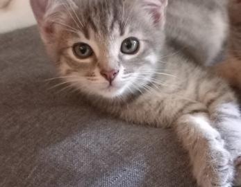 Lilibeth 