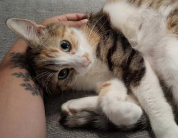 Jasmine