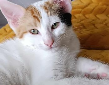 Arya