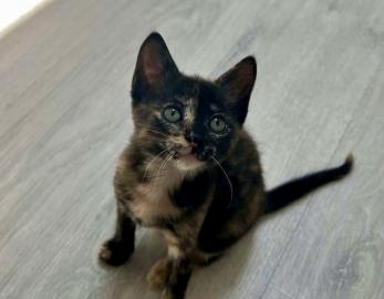 Lyra
