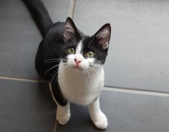 Felix