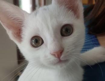 Tuki 