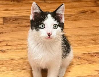 Charlie