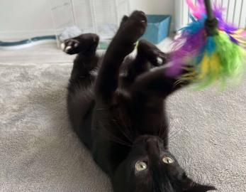 Jinx