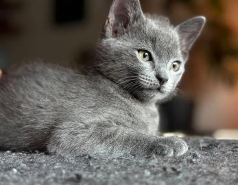 CLOUE